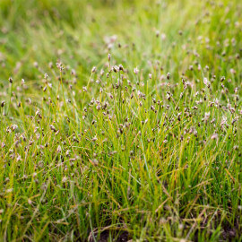 Eleocharis acicularis POT DE 9cm