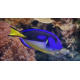 Paracanthurus hepatus Yellow belly - Chirurgien bleu à ventre jaune M