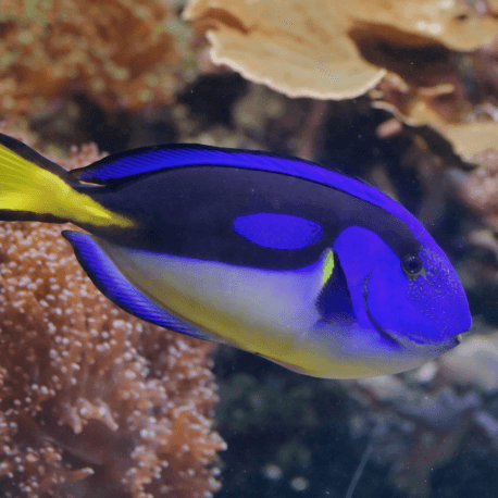 Paracanthurus hepatus Yellow belly - Chirurgien bleu à ventre jaune M