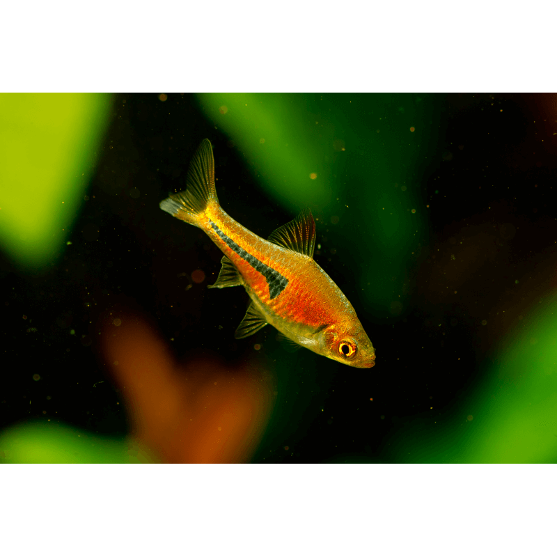 Trigonostigma espei M Rasbora Espei Aquaplante