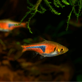 Trigonostigma espei M - Rasbora Espei