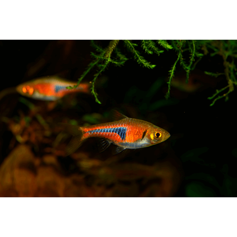 Trigonostigma espei M Rasbora Espei Aquaplante