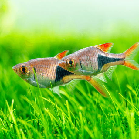 Trigonostigma heteromorpha M-L - Rasbora arlequin