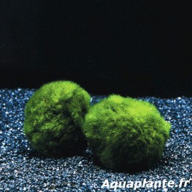 Chladophora XL - Plante anti-nitrate pour aquarium