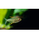 Hyphessobrycon pulchripinnis - Tetra citron