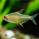 Hyphessobrycon pulchripinnis - Tetra citron