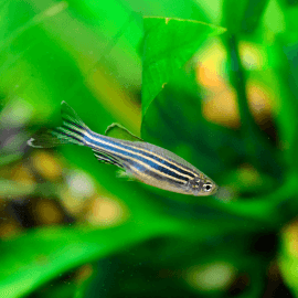 Melanotaenia lacustris - Poisson arc-en-ciel turquoise - Aquaplante