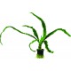 Crinum Natans - Plante d'aquarium facile et robuste