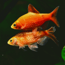 Pethia (Puntius) conchonius Fire Gold  L-XL - Barbus rosé