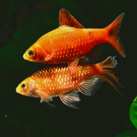 Pethia (Puntius) conchonius Fire Gold  L-XL - Barbus rosé