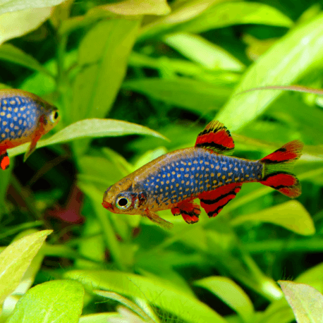 Celestichthys margaritatus - Rasbora Galaxy (Elevage semi-sauvage - Indonésie)