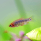 Celestichthys (Microrasbora) erythromicron - Rasbora Emeraude (Elevage semi-sauvage - Indonésie)