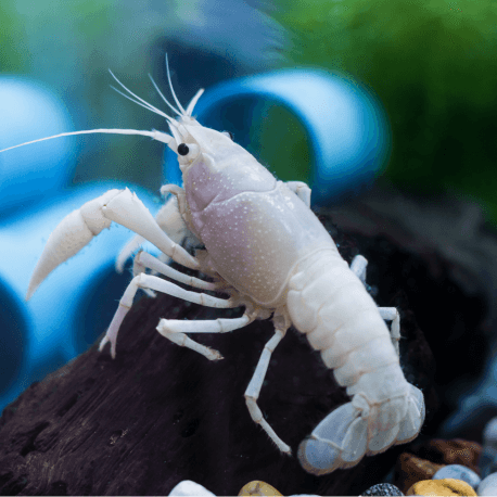 Ecrevisse Cherax quadricarinatus  sp Snow White