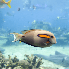 Acanthurus olivaceus - Chirurgien à épaulettes oranges M