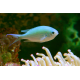 Chromis viridis - Demoiselle Bleu-vert 