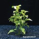 Alternanthera Bettzickiana Verte