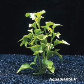 Alternanthera Bettzickiana Verte - Plante d'aquarium et paludarium