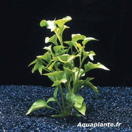 Alternanthera Bettzickiana Verte