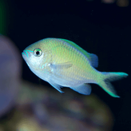 Chromis viridis - Demoiselle Bleu-vert 