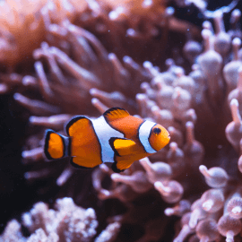 Amphiprion percula - Poisson-clow du Pacifique M