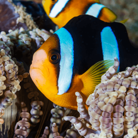 Amphiprion ocellaris - Poisson-clown à trois bandes S