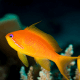 Pseudanthias squamipinnis Femelle - Poisson barbier