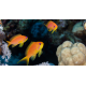 Pseudanthias squamipinnis Femelle - Poisson barbier