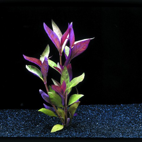 Alternanthera Lilacina - Plante d'aquarium rouge