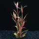 Alternanthera Reineckii - Plante d'aquarium colorée