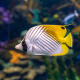 Chaetodon auriga - Poisson papillon jaune M