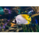 Chaetodon auriga - Poisson papillon jaune M