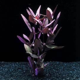 Alternanthera Sessilis - Plante colorée pour aquarium