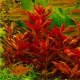 Alternanthera Splendens - Plante d'aquarium rouge