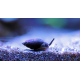 Nassarius sp. - Escargot détritivore M-L