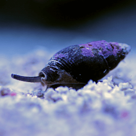 Nassarius sp. - Escargot détritivore M-L