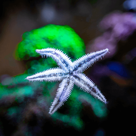 Archaster typicus - Etoile de sable M-L