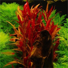 Alternanthera Splendens - Plante d'aquarium rouge