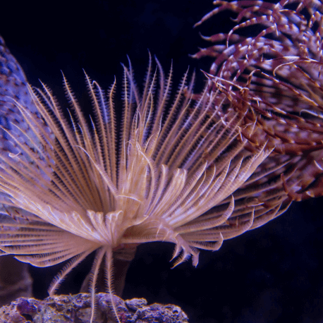 Paracheilinus filamentosus - poisson-arc-en-ciel à filaments M - Aquaplante