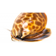 Babylonia spirata - Escargot léopard M-L