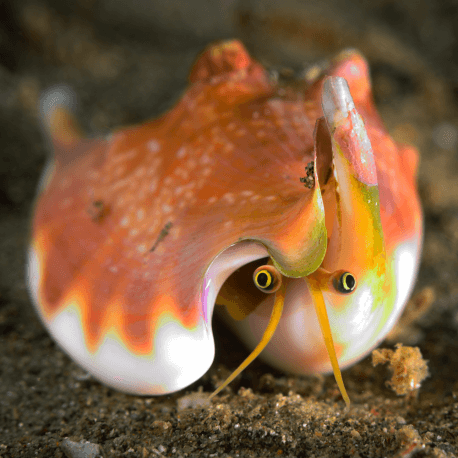 Strombus luhuanus - Escargot détritivore/mangeur d'algues M-L