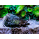 Strombus luhuanus - Escargot détritivore/mangeur d'algues M-L