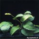 Anubias BroadLeaf