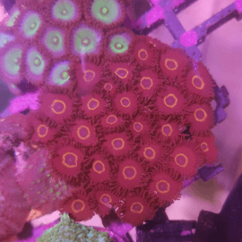 Zoanthus sp. Neon Red Mouth 40-45 polypes