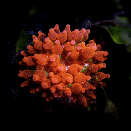 Entacmaea quadricolor Sunburst - Anémone bulle S