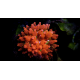 Entacmaea quadricolor Sunburst - Anémone bulle S