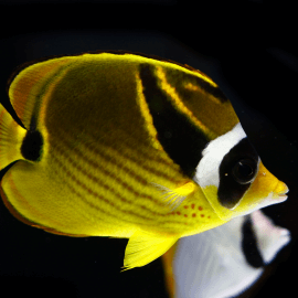 Chaetodon lunula - Poisson-papillon raton laveur M