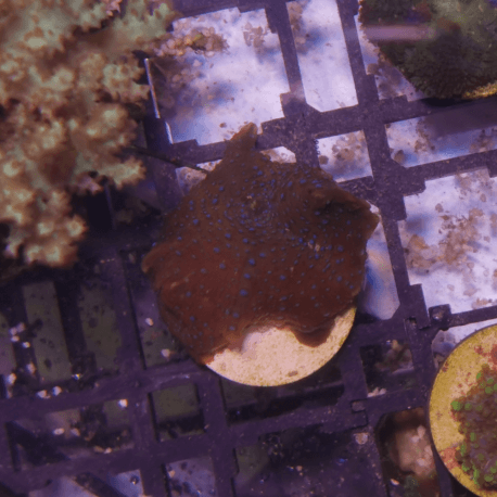 Discosoma sp. Red - blue spot