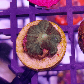 Rhodactis sp. Green mix