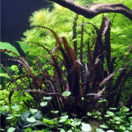 Aponogeton Crispus Red PREMIUM - Plante d'aquarium