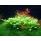 Bacopa Australis PREMIUM - Plante d'aquarium